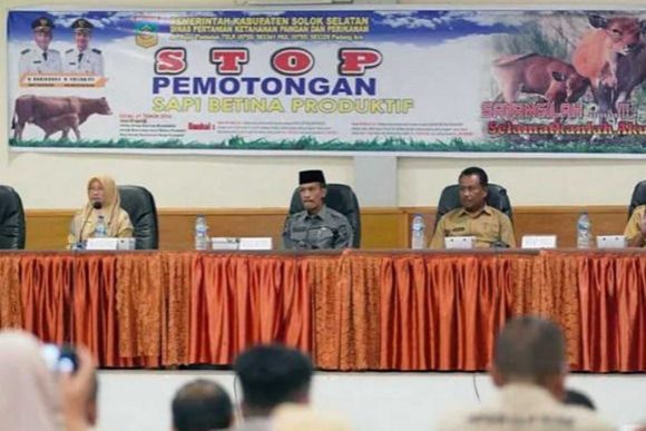 Solok Selatan Mengeluarkan Larangan Sembelih Sapi Betina Produktif Untuk Kurban