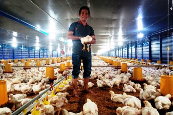 Kontroversi di Dunia Peternakan Ayam Broiler Sumatera Barat