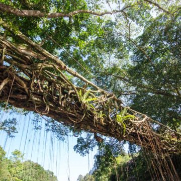 Pesona Wisata Unik Jembatan Akar di Sumatera Barat yang Menawan
