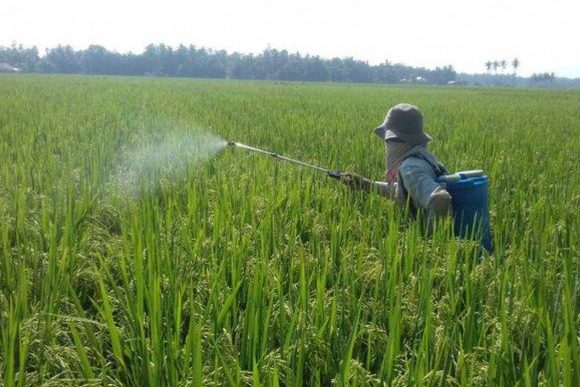 Petani di Campago Selatan, Padang Pariaman, Gagal Panen Akibat Hama Wereng