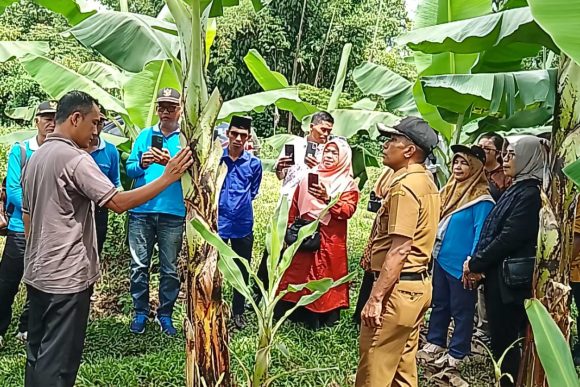 Meneladani Kesuksesan Pertanian Pisang Cavendish di Nagari Kurai Taj