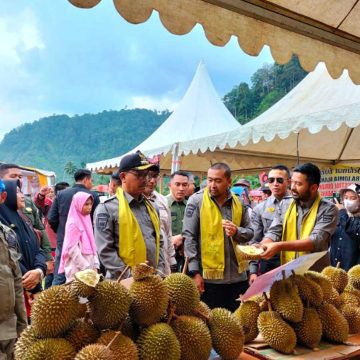 Padang Pariaman: Menelusuri Jejak Durian Terbesar di Lima Daerah