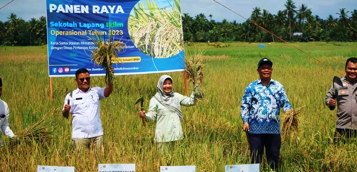 Sukses Panen Raya Petani Padang Pariaman: Dampak Positif Sekolah Lapang Iklim (SLI) BMKG dan Dinas Pertanian