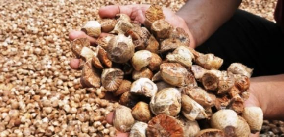 Mengapa Harga Buah Pinang Kering Anjlok di Kabupaten Padang Pariaman Mengapa Harga Buah Pinang Kering Anjlok di Kabupaten Padang Pariaman