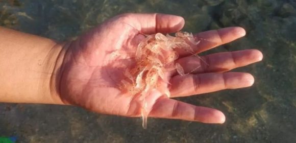 Implementasi Sistem Informasi Pengelolaan Lobster: Langkah Maju Kementerian Kelautan dan Perikanan dalam Mendorong Transparansi dan Efisiensi dalam Industri Perikanan Implementasi Sistem Informasi Pengelolaan Lobster: Langkah Maju Kementerian Kelautan dan Perikanan dalam Mendorong Transparansi dan Efisiensi dalam Industri Perikanan