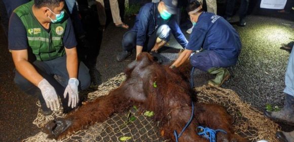 Evakuasi Orang Utan Si Asan di Bandara Haji Asan Sampit: Proses Penyelamatan yang Berhasil dan Dampaknya terhadap Keselamatan Penerbangan Evakuasi Orang Utan Si Asan di Bandara Haji Asan Sampit: Proses Penyelamatan yang Berhasil dan Dampaknya terhadap Keselamatan Penerbangan