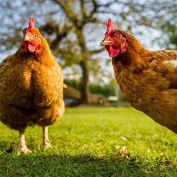 Pemprov Sumbar Distribusikan Satu Juta Unggas Untuk Peningkatan Ekonomi Masyarakat