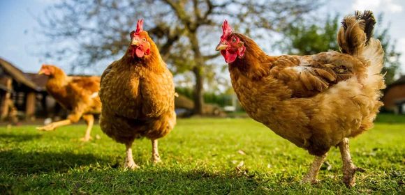 Pemprov Sumbar Distribusikan Satu Juta Unggas Untuk Peningkatan Ekonomi Masyarakat