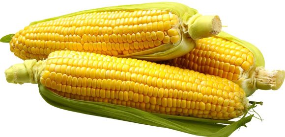 Padang Pariaman Alami Penurunan Produksi Jagung Hingga 9,9 Ribu Ton