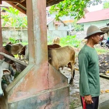 Jelang Hari Raya Idul Qurban 1446 H, Dinas Peternakan dan Kesehatan Hewan Kabupaten Padang Pariaman Gerak Cepat Antisipasi Penyakit Hewan Menular