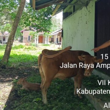 Kampung Limousin Padang Pariaman, Sentra Pengembangan Sapi Potong Unggulan