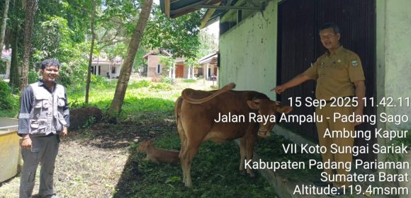 Kampung Limousin Padang Pariaman, Sentra Pengembangan Sapi Potong Unggulan