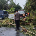 BPBD Agam Bersihkan Material Pohon Tumbang Akibatkan Kecelakaan Lalulintas