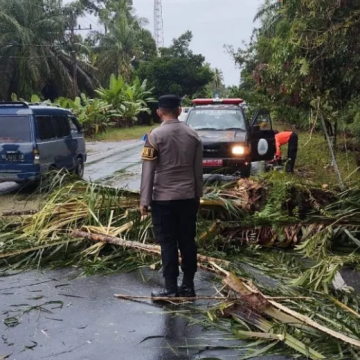 BPBD Agam Bersihkan Material Pohon Tumbang Akibatkan Kecelakaan Lalulintas