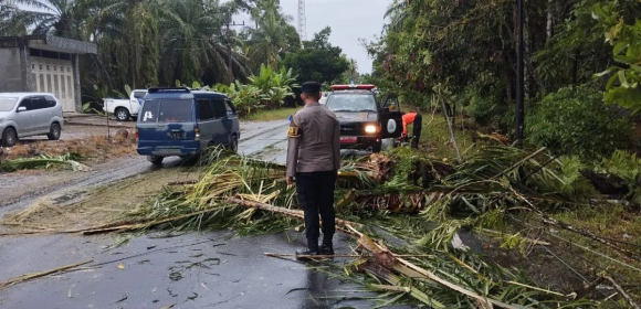 BPBD Agam Bersihkan Material Pohon Tumbang Akibatkan Kecelakaan Lalulintas