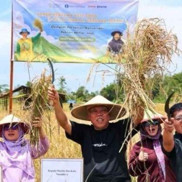 Kolaborasi OIKN-IPB Hasilkan Panen Padi Gogo 20 Hektare Di Nusantara