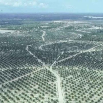 WEBSITE - 2026-04-13T082001.005 Menyelamatkan PAD Dari “Kebocoran” Pajak Air Permukaan Di Industri Sawit