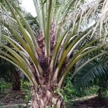 Biodiesel B50 Dalam Kerangka Ketahanan Energi Dan Pangan