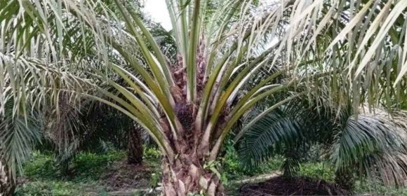 WEBSITE - 2026-04-23T100801.983 Biodiesel B50 Dalam Kerangka Ketahanan Energi Dan Pangan