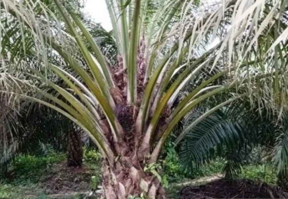 Biodiesel B50 Dalam Kerangka Ketahanan Energi Dan Pangan