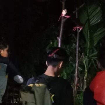 BKSDA Sumbar pasang kandang jebak evakuasi harimau di Agam