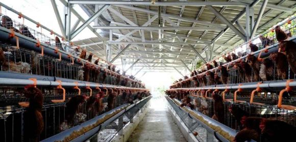 Kementan: Peternak Rakyat Tetap Jadi Prioritas Pengembangan Industri Nasional