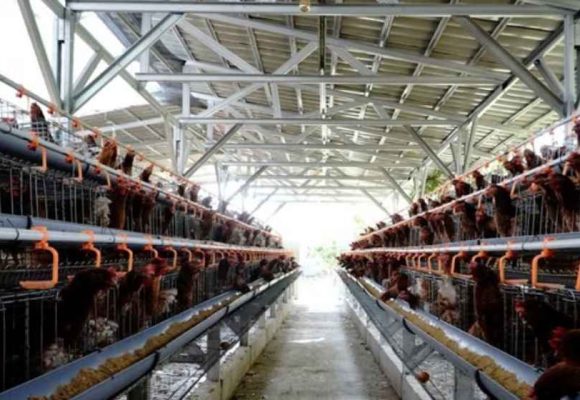 Kementan: Peternak Rakyat Tetap Jadi Prioritas Pengembangan Industri Nasional
