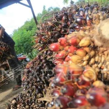 Harga TBS sawit di Dharmasraya turun drastis capai Rp750 per kilo