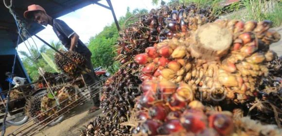 WEBSITE - 2026-05-22T132514.412 Harga TBS sawit di Dharmasraya turun drastis capai Rp750 per kilo