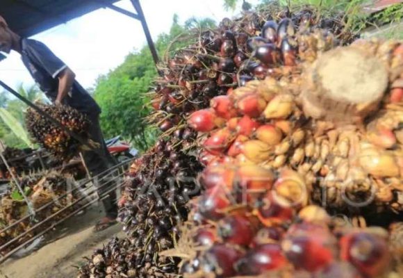 WEBSITE - 2026-05-22T132514.412 Harga TBS sawit di Dharmasraya turun drastis capai Rp750 per kilo