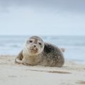 Ribuan Bayi Anjing Laut di Pulau Terpencil Australia Tewas akibat Flu Burung
