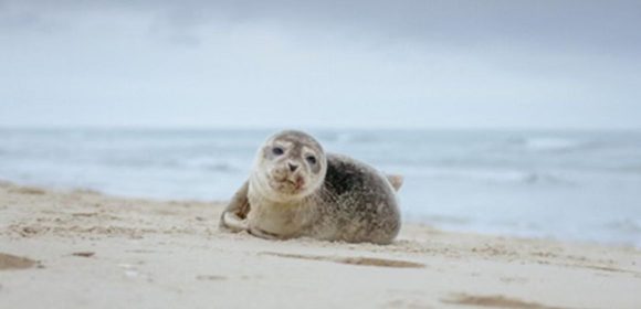 WEBSITE - 2026-06-19T091609.719 Ribuan Bayi Anjing Laut di Pulau Terpencil Australia Tewas akibat Flu Burung