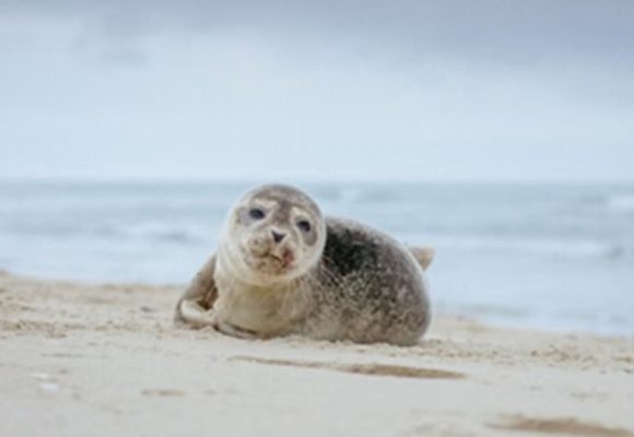 WEBSITE - 2026-06-19T091609.719 Ribuan Bayi Anjing Laut di Pulau Terpencil Australia Tewas akibat Flu Burung