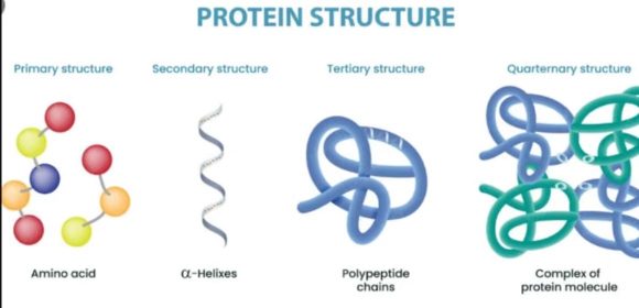 WEBSITE - 2026-06-24T100321.252 Protein Tubulin Berpotensi Hentikan Alzheimer dan Parkinson