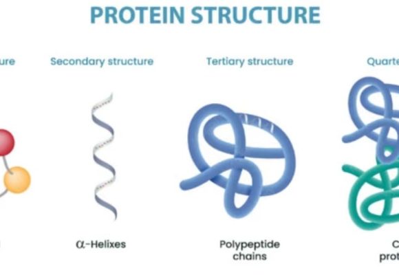 WEBSITE - 2026-06-24T100321.252 Protein Tubulin Berpotensi Hentikan Alzheimer dan Parkinson