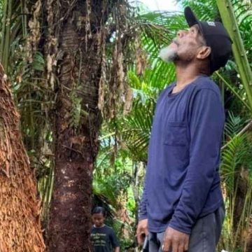 Mempertahankan sagu sebagai identitas dan ketahanan pangan lokal Papua