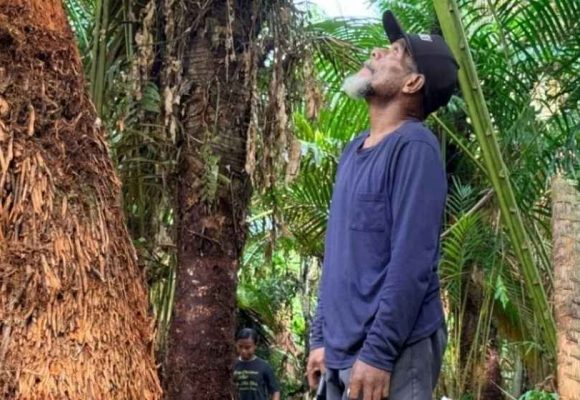 Mempertahankan sagu sebagai identitas dan ketahanan pangan lokal Papua