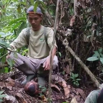 WEBSITE - 2026-07-27T094204.074 Lokasi sebaran rafflesia ke 19 di Agam ditemukan