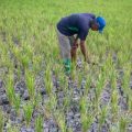 El Nino Menguat, BMKG Prediksi Hujan Makin Jarang hingga 17 Agustus 2026