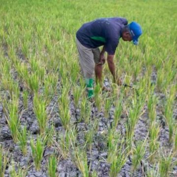 WEBSITE - 2026-08-11T104955.536 El Nino Menguat, BMKG Prediksi Hujan Makin Jarang hingga 17 Agustus 2026