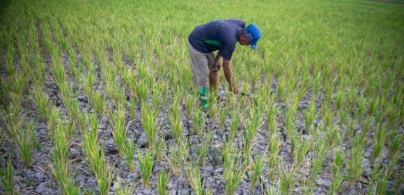 WEBSITE - 2026-08-11T104955.536 El Nino Menguat, BMKG Prediksi Hujan Makin Jarang hingga 17 Agustus 2026