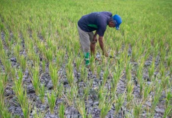WEBSITE - 2026-08-11T104955.536 El Nino Menguat, BMKG Prediksi Hujan Makin Jarang hingga 17 Agustus 2026