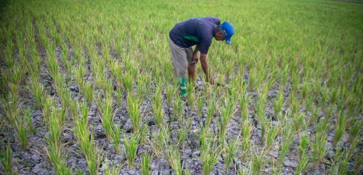 WEBSITE - 2026-08-11T104955.536 El Nino Menguat, BMKG Prediksi Hujan Makin Jarang hingga 17 Agustus 2026