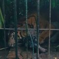 Harimau Sumatra masuk kandang jebak BKSDA Sumbar usai makan ternak