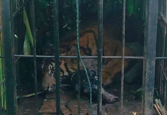 WEBSITE - 2026-08-12T092023.177 Harimau Sumatra masuk kandang jebak BKSDA Sumbar usai makan ternak