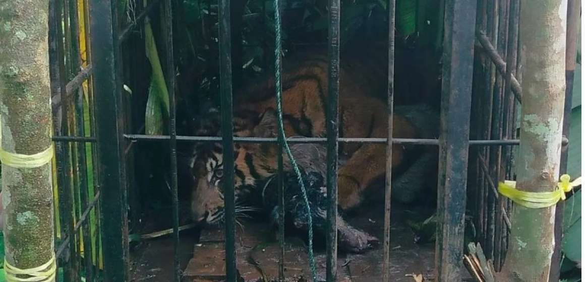 WEBSITE - 2026-08-12T092023.177 Harimau Sumatra masuk kandang jebak BKSDA Sumbar usai makan ternak