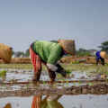 Hari Tani Nasional, momentum menjadikan petani berdaulat