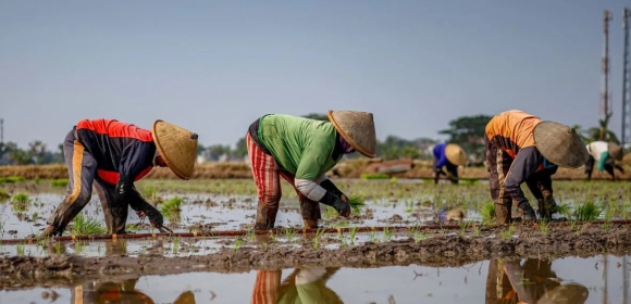 WEBSITE (12) Hari Tani Nasional, momentum menjadikan petani berdaulat