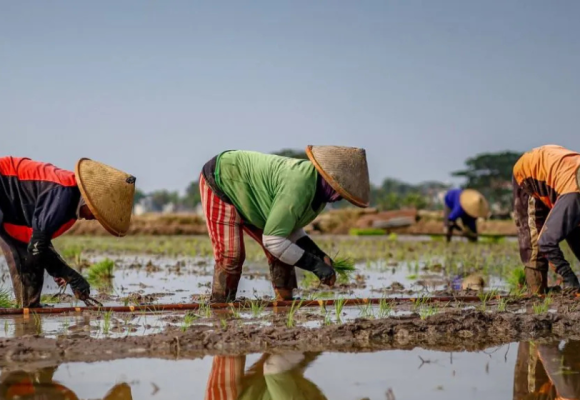 WEBSITE (12) Hari Tani Nasional, momentum menjadikan petani berdaulat
