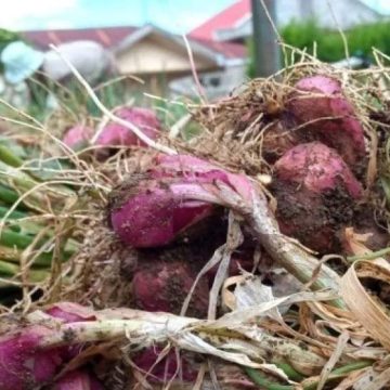 WEBSITE (55) Petani di Solok keluhkan kabut asap ganggu pertumbuhan hortikultura